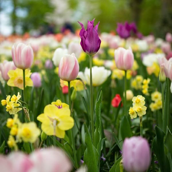 Nothing Like Springtime Fun on the Seacoast of New Hampshire